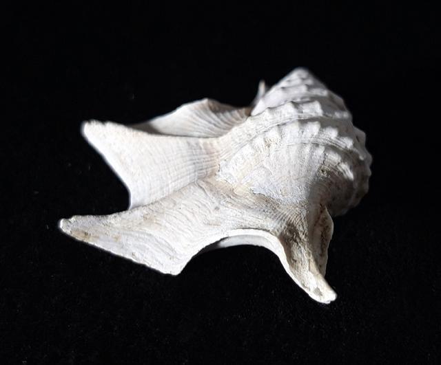 Aporrhais pespelicani (LINNAEUS 1758) - Bild © FossNet FossilienStore